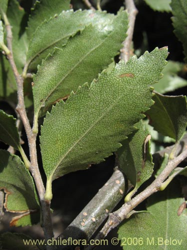 Фотография Nothofagus dombeyi (Coihue / Coigüe). Щелкните, чтобы увеличить вырез.